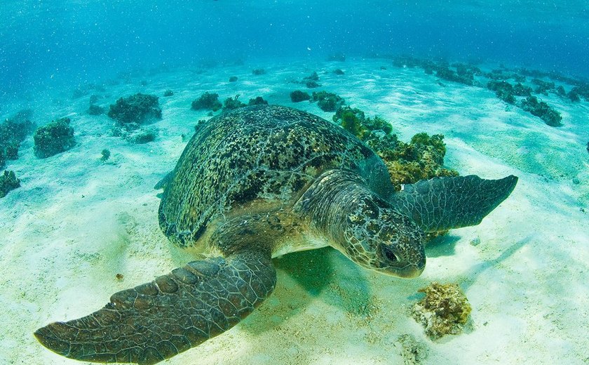 Cinco tartarugas mortas são encontradas em praia de Japaratinga