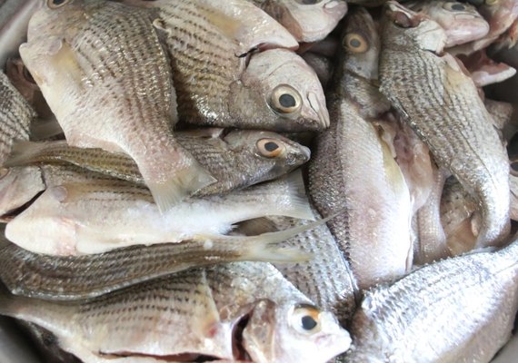 Vigilância Sanitária orienta deodorenses sobre compra de frutos do mar na Semana Santa