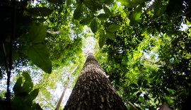 Brasil tem potencial para despontar no mercado de carbono, diz especialista