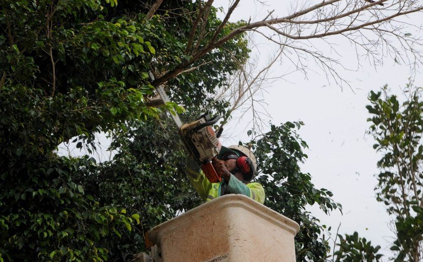 Secretaria Municipal leva poda, jardinagem e arborização à parte alta de Maceió