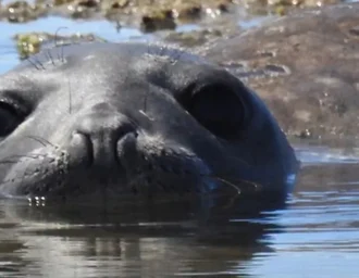Audiência pública na ALE vai debater morte de elefante-marinho Leôncio