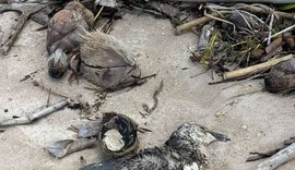 Pinguim é encontrado morto em praia de Maragogi; este é o quinto registro em AL neste ano