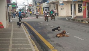 Prefeitura anuncia castração de cães abandonados nas ruas de Arapiraca