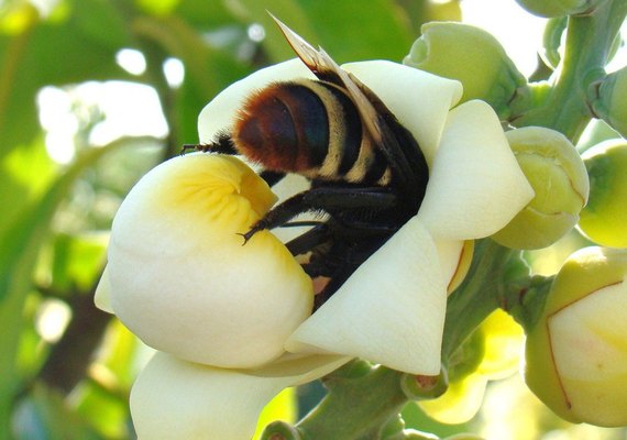 Brasil conclui testes de soro inédito para picadas múltiplas de abelha