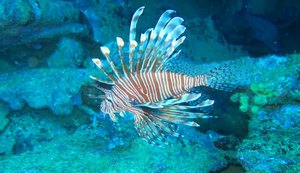 Ação com a Ufal promove manejo seguro do peixe-leão nos recifes de Alagoas