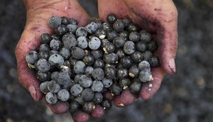 Pesquisadores canadenses testam açaí como tratamento contra covid-19
