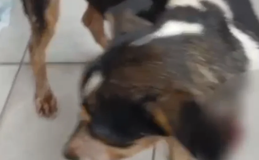 Duas mulheres são indiciadas por maus-tratos a animais no Petrópolis
