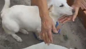 Polícia Civil esclarece caso de supostos maus-tratos a cachorros transportados em caminhonete