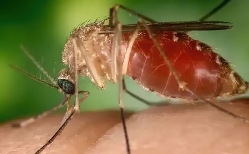 Antes restrita à Amazônia, febre oropouche se espalha pelo país