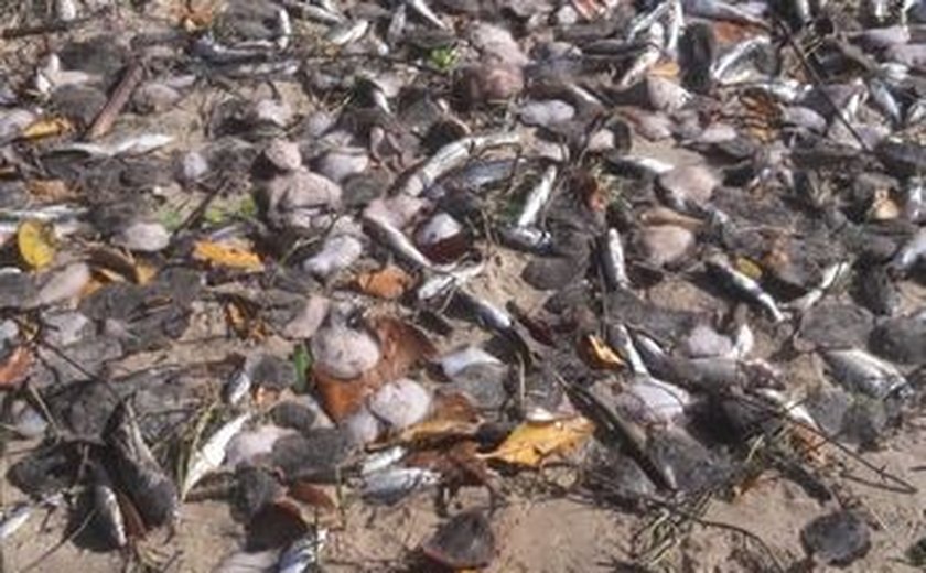 Margens da lagoa Manguaba amanhece com milhares de peixes mortos