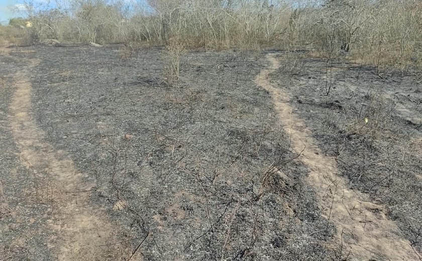 Incêndio atinge área na aldeia Kariri-Xocó em Porto Real do Colégio