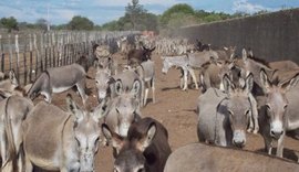 Crítica situação do comércio ilegal do jumento no País será tema de encontro internacional  em Maceió