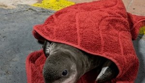 Oplit auxilia no resgate de ave marinha debilitada na orla de Jatiúca