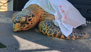 Tartaruga-de-pente ferida é resgatada na praia de Ipioca e recebe atendimento em Maceió