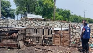 Pocilgas no bairro da Levada são notificadas pela Vigilância Sanitária