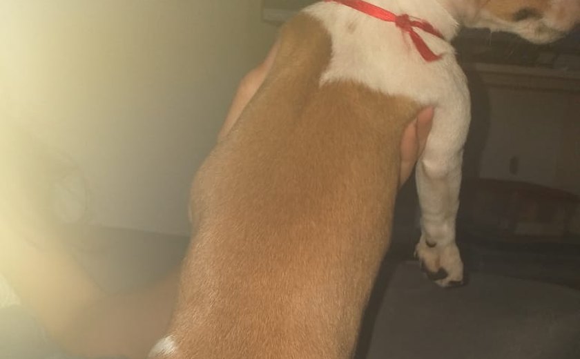 Polícia Civil indicia mulher que cortou rabo de cadela em Maceió