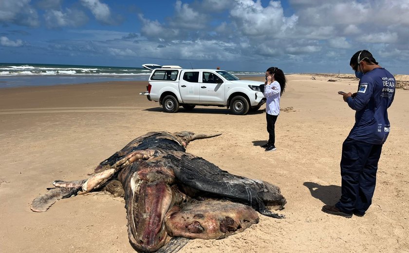 Baleia-jubarte encalhada na Praia do Pontal do Peba é removida e enterrada