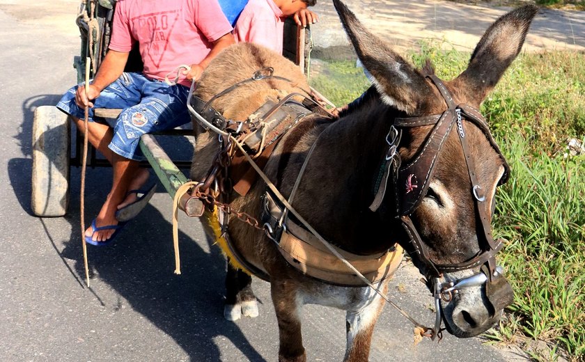 Abate de jumentos volta a causar polêmica