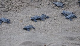 Mais de 140 tartarugas marinhas nascem em PE