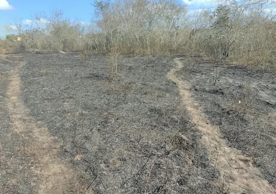 Incêndio atinge área na aldeia Kariri-Xocó em Porto Real do Colégio