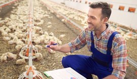 Governo de Alagoas publica decreto que altera regras do ICMS para fortalecer setor avícola