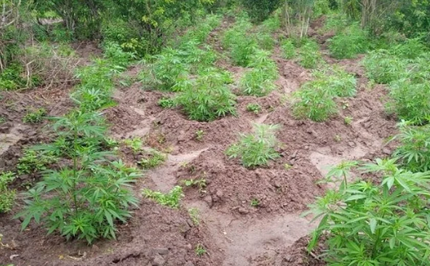 Plantação de maconha é descoberta em propriedade rural em Mata Grande,  Sertão de Alagoas