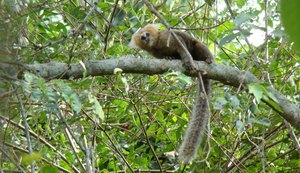 CCZ colhe amostras da morte de outro macaco para análise em laboratório no Pará