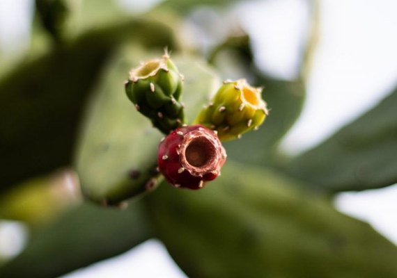 Senac lança Observatório Gastronômico online para fortalecer a Gastronomia Regional