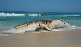Pesca fantasma ameaça quase 70 mil animais marinhos por dia no Brasil