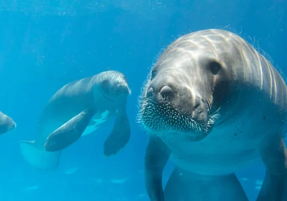 VÍDEO: Passeios de peixe-boi em Porto de Pedras/AL seguem normalmente após mortes de animais