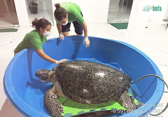 Tartaruga-verde de mais de 1 metro é resgatada após encalhar em Passo de Camaragibe