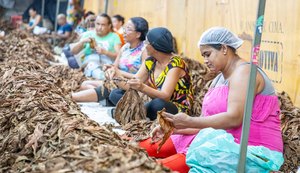 Fumo: mulheres mantêm tradição de destaladeiras em Arapiraca