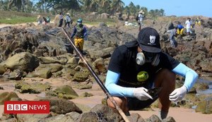 Celebridades se revoltam  com vídeo  sobre tartaruga manchada de óleo em Maragogi