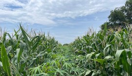 Roça Sustentável é tema de oficina no Maracanã