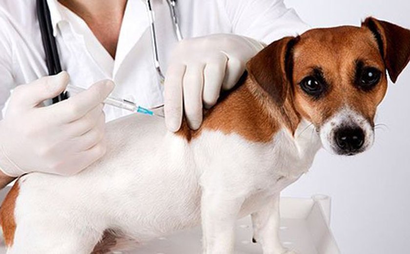 Antirrábica: vacinação de animais começa dia 24 na área rural