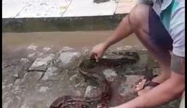 Moradores capturam jiboia em rua do bairro Santos Dumont