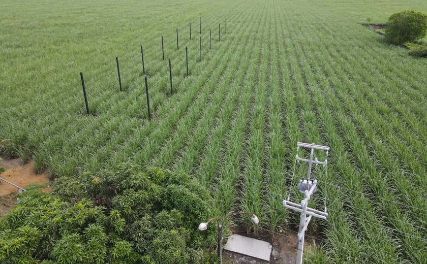 Pesquisa vai avaliar sistema agrofotovoltaico em plantação de cana-de-açúcar