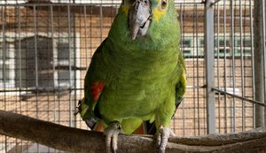 IMA e a proteção à fauna de Alagoas: distinguindo animais do tráfico e os criados legalmente