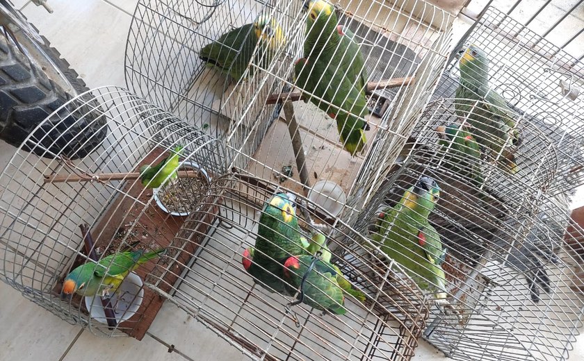 Operação apreende 178 aves silvestres e emite mais de R$ 50 mil em multas