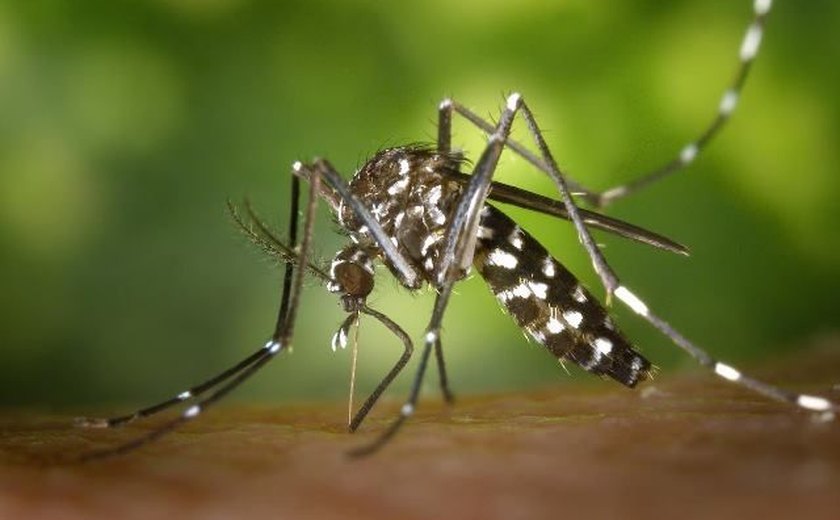 Adolescentes participam de testes para vacina contra a Chikungunya