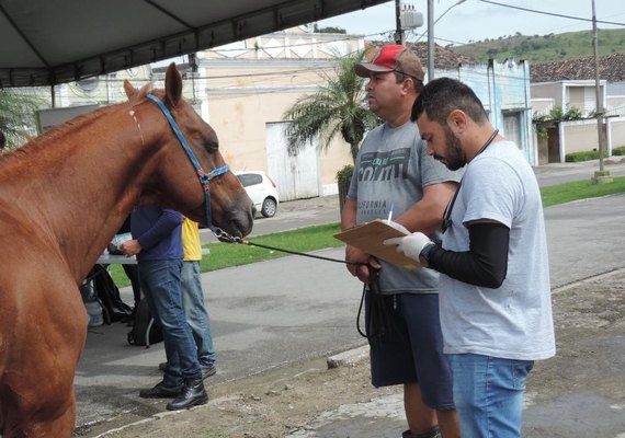 Animais de cidades afetadas pelas chuvas são atendidos pela equipe do Grupequi da Ufal