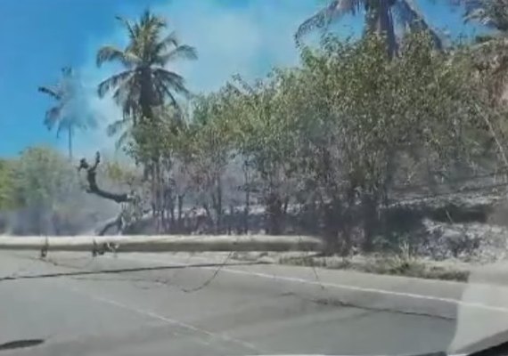 Incêndio em vegetação às margens da AL-101 Norte derruba dois postes e deixa caos no trânsito