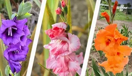 Projeto de flores temperadas avança com 60 mil mudas vendidas e R$ 100 mil em receita