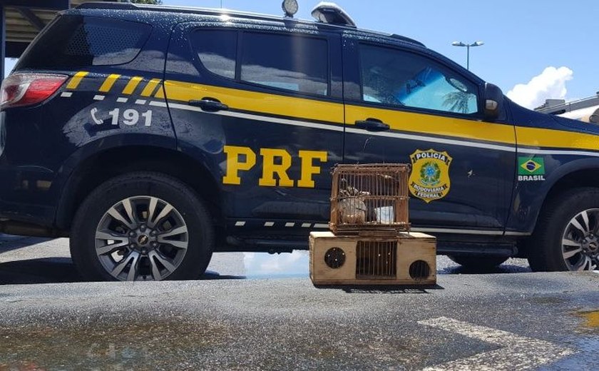 PRF/AL detém duas pessoas por crimes ambientais em Alagoas