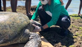 736 animais encalharam no litoral alagoano de maio a julho deste ano