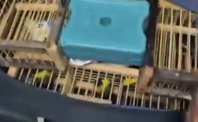 Operação apreendem 42 aves silvestres em bagagem no Aeroporto