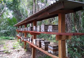 Japaratinga vai ganhar projeto Meliponário Comunitário