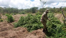 Policiais apreendem mais de 30 mil pés de maconha na zona rural de Mata Grande