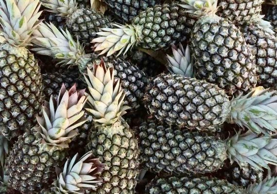 Abacaxi produzido em Arapiraca é exportado para a Argentina