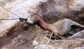 Égua cai em fossa de 5 metros de profundidade e é resgatada com vida pelos Bombeiros